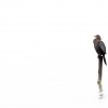 Pygmy cormorant <i> (Microcarbo pygmaeus)</i>
