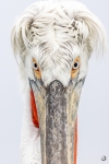 Dalmatian pelican <i> (Pelecanus crispus)</i>