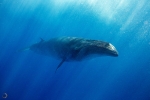 Bryde's whale <i>(Balaenoptera brydei)</I>