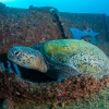 Green sea turtle <i>(Chelonia mydas)</i>