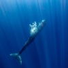 Bryde's whale <i>(Balaenoptera brydei)</I>