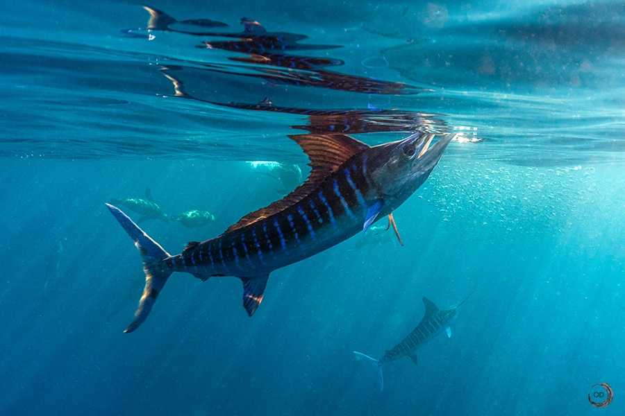 Striped marlin <i>(Kajikia audax)</i>