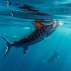 Marlin rayado <i>(Kajikia audax)</i>