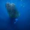 Marlin rayado <i>(Kajikia audax)</i>