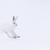 Arctic hare <i>(Lepus arcticus)</i>