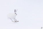 Arctic hare <i>(Lepus arcticus)</i>