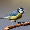 Canary blue tit <i> (Cyanistes teneriffae)</i>