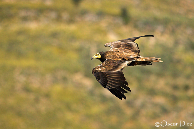 Joven Alimoche sobrevolando el paramo