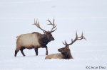 Wapití <i>(Cervus canadensis)</i>