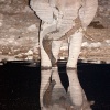 Elefante <i>( Loxubonta africana)</i>