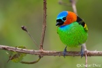 Red-necked Tanager <i>(Tangara cyanocephala)</i>