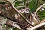 Boa constrictor <i>(Boa constrictor)</i>