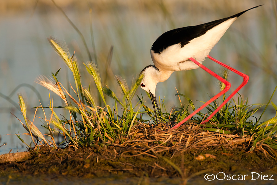 Puesta de cigüeñuela común <i>(Himantopus himantopus)</i>