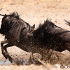 Fight Blue wildebeest <i>( Connochaetas taurinus)</i>
