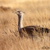 Kori bustard <i>( Ardeotis kori)</i>