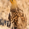 Namaqua sandgrouse male <i>(Pterocles namaqua)</i>