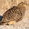 Namaqua sandgrouse female <i>(Pterocles namaqua)</i>