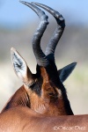 Red hartebeest <i>(Alcelaphus caama)</i>