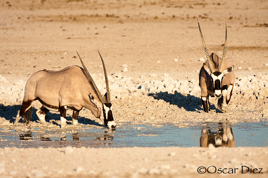 Pareja de Oryx