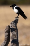 Cuervo Bicolor <i>(Corvus alvbus)</i>