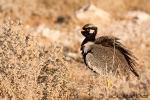 Northem black korhaan <i>(Eupodotis afraoides)</i>