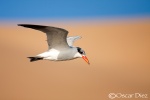 Sobrevolando las dunas