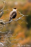In its autumn setting