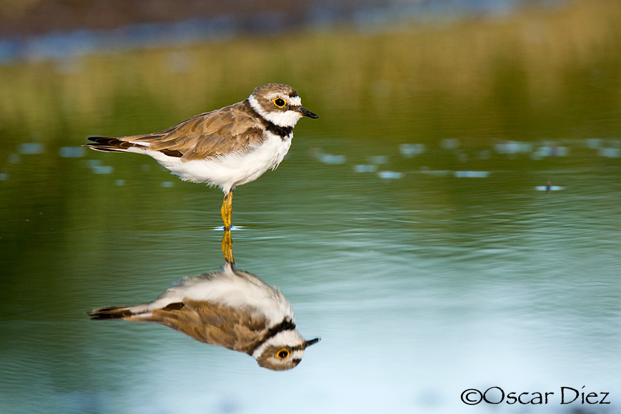 Chorlitejo chico<i> (Charadrius dubius)</i>
