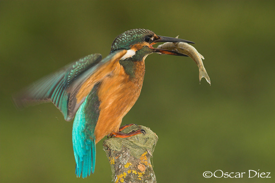 Martín con ceba <i>(Alcedo atthis)</i>