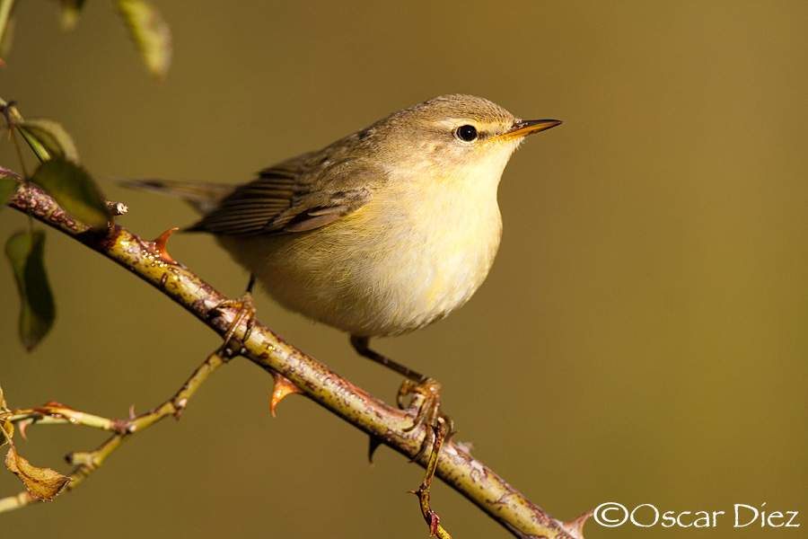 Chiffchaff <i>(Phylloscopus collybita)</i>