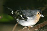 Pinzon de la Palma <i>(Fringilla coelebs palmae)</i>
