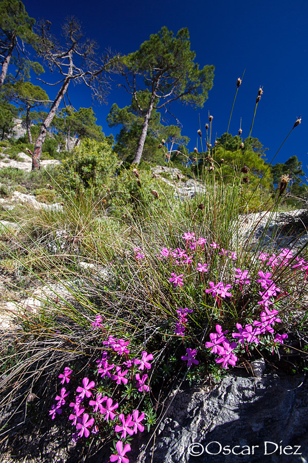 Violeta de Cazorla en su entorno <i>(Viola cazorlensis)</i>