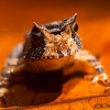 Sapo de Chifres <i>(Proceratophrys boiei)</i>