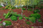 Verdes y rojos