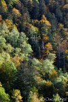 Bosque atlantico