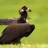 Buitre Negro <i>(Aegypius monachus)</i>