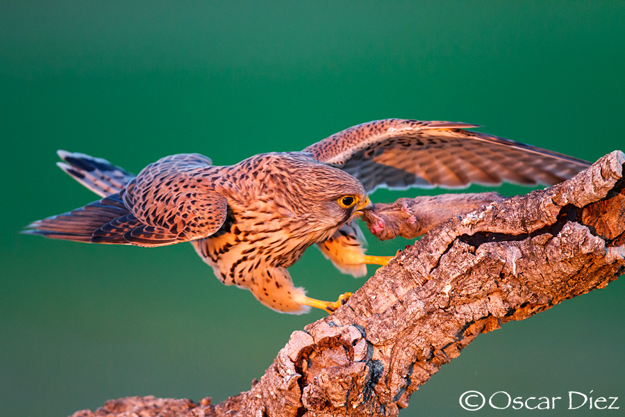 Cernicalo Vulgar hembra <i> (Falco tinnunculus) </i>