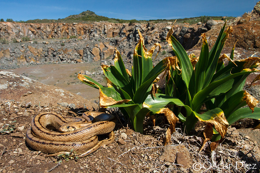 Culebra de escalera en su entorno <i> (Rhinechis scalaris) </i>