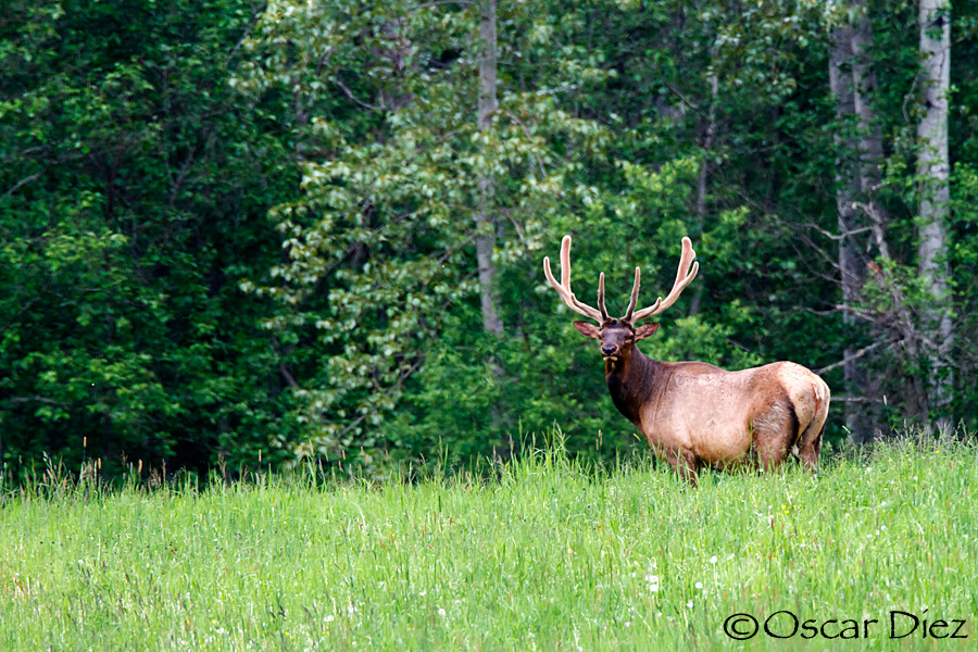 Wapití <i>(Cervus canadensis)</i>