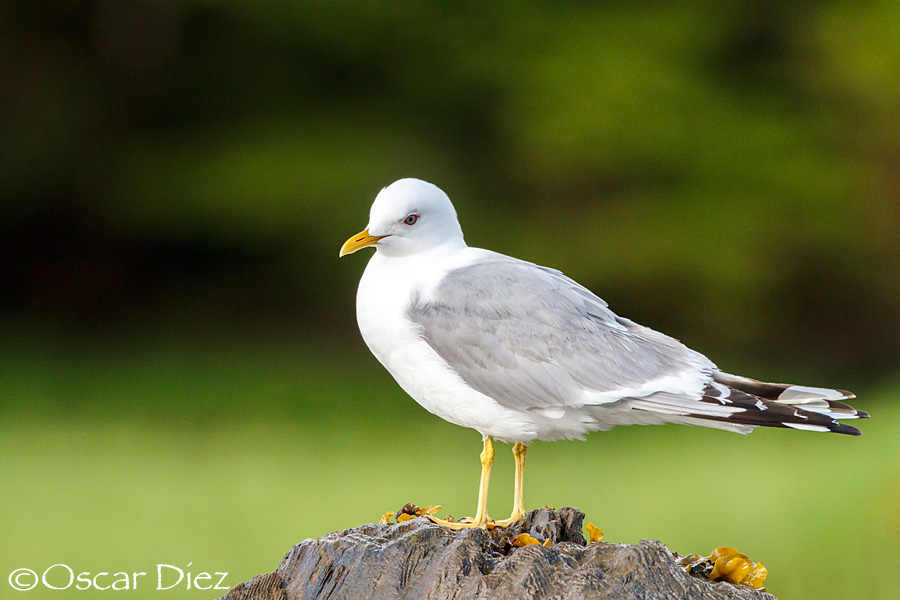 Mew gull <i>(Larus Canus)</i>