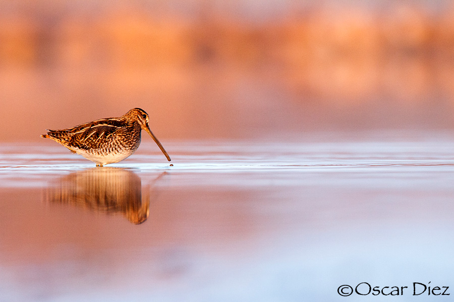Common Snipe <i>(Gallinago gallinago)</i>