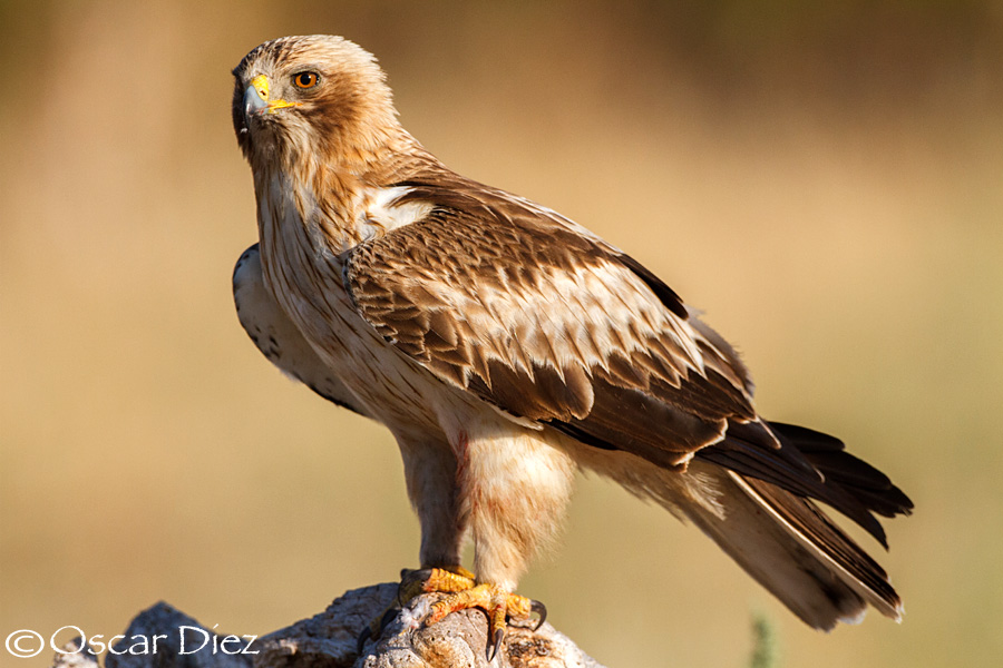 Booted Eagle <i>(Hieraaetus pennatus)</i>