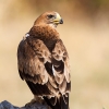Águila Calzada joven  <i> (Hieraaetus pennatus)</i>