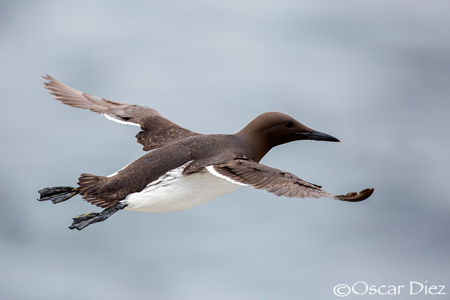 Common murre in flight
