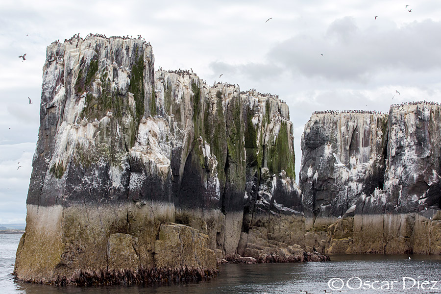 Farne Island