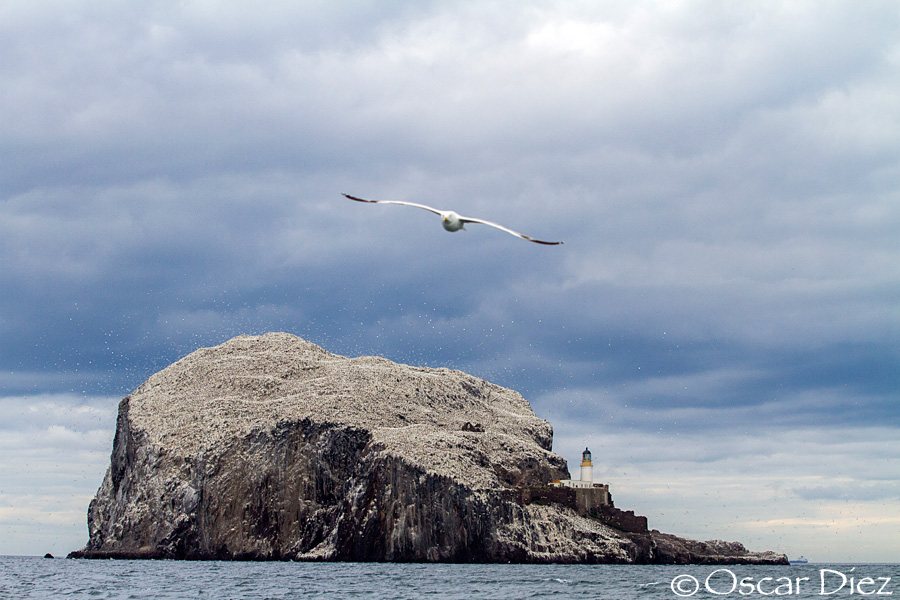 Bass Rock