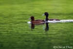 Tufted duck <i>(Aythya fuligula)</i>