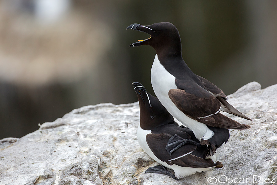 Copulation Razorbill <i> (Alca torda) </i>