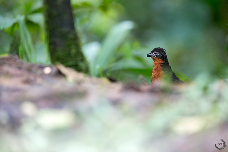 Formicario Pechirrufo <i>(Formicarius rufipectus)</i>