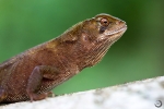 Amazon Wood Lizard <i>(Enyalioides laticeps)</i>